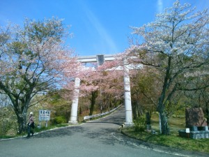 愛宕山の鳥居の桜