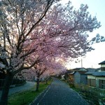 りんりんロードの北条の桜(2)