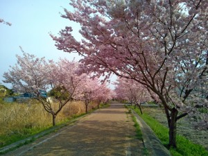 りんりんロードの上大島付近の桜