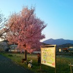 りんりんロードの北条の桜(1)