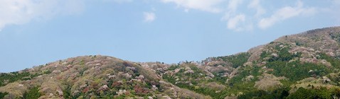 桜川の山桜